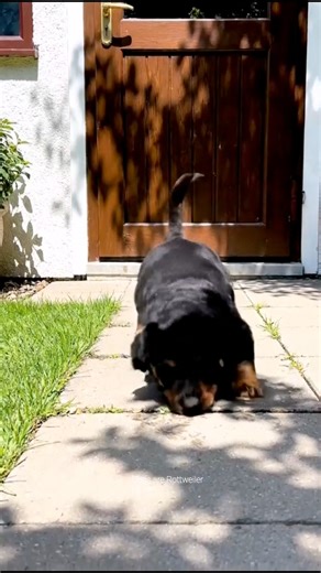 Guard dog epic fail 💕🐶 | Dogs are Rottweiler