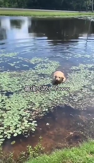 おっさんみたいな犬ww #fyp #animals #おすすめ #dog #可愛い動物
