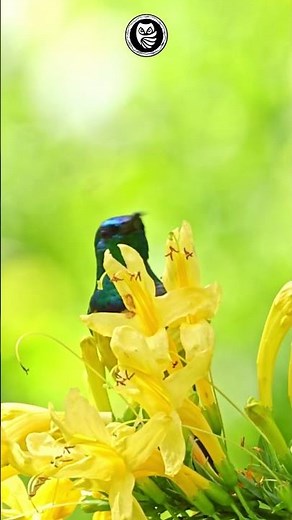 The Tiny Sunbird with a Golden Collar You’ll Never Forget!