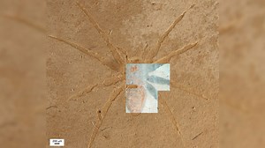 Secret of how rare spider fossils formed has been unlocked by scientists