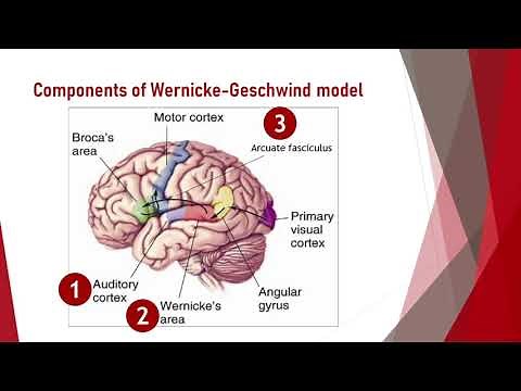 Wernicke-Geschwind model of language perception and production