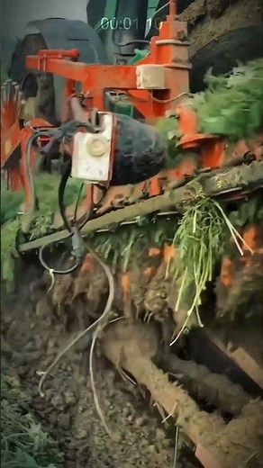 Carrot harvesting is super fast! This automated tractor amazes! #AgriculturalInnovation