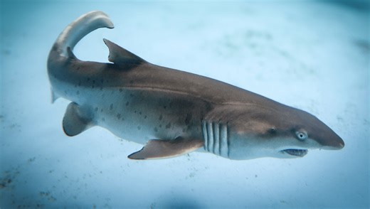 “Incredibly Rare” Video Captures Historic Grey Nurse Shark Birth At Sydney Aquarium