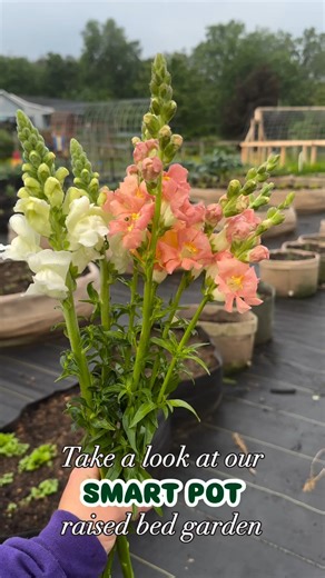 Spring crops are blooming, summer crops are making their way, and some summer flowers are ready for pinching already. 💐 Dozer Pharms LLC is a West Virginia Flower Farm who specialize in cut flowers and fresh produce all grown in Smart Pots! The durable, lead & BPA-free construction gives them peace of mind when offering their harvest for sale at local markets. Visit them at dozerpharmsflowers.com and use checkout code DOZERPHARMS for 10% off your order at smartpots.com/shop #smartpot #dozerphar
