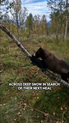 The Fearless Animal That Even Bears Respect! 🐾 Wolverine Facts