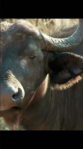 BEEFALO..Half bison, half cow.. The Beefalo isn’t just a hybrid—it’s a living force of nature..