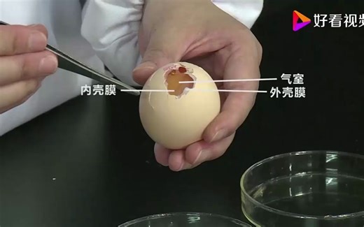 10观察鸟卵的结构