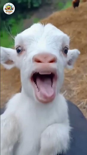 Adorable Baby Goats Making Cute Sounds 🐐 #goatsounds #goat #babyanimals