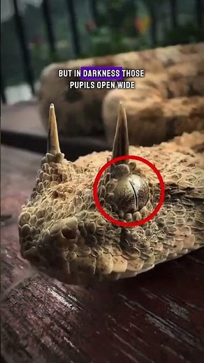 Why Snake Eyes Look Like Slits #snake #shorts #wildlife
