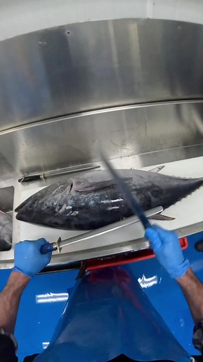 Worlds fastest tuna filleter..
