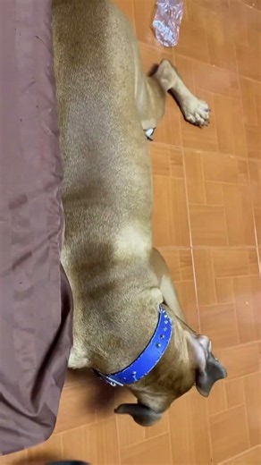 😂😂เค้าหนีหมด #dogs #petsrule #puglife #funnydogs