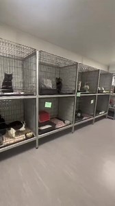 Alaaarm... Huuuunger! Und ja, wir beeilen uns jetzt, klar! | Tierschutzverein Bochum, Hattingen und Umgebung e.V.
