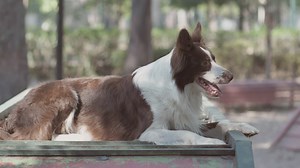 A dog in the park  - Free Stock Video