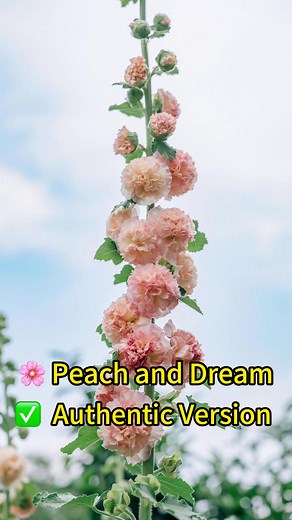 Double-flowered Hollyhock: A Peachy Dream in Your Garden