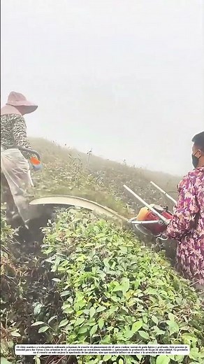 Mantenimiento del té: Cómo el recorte define la calidad de la cosecha