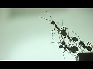 PNAS Science Sessions: Individual decision-making and collective animal behavior