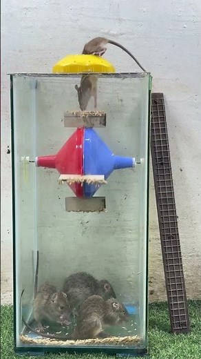 Easy mouse trap good rat trap plastic funnel #mousetrap #rattrap #mouse #trap #rat #diymousetrap