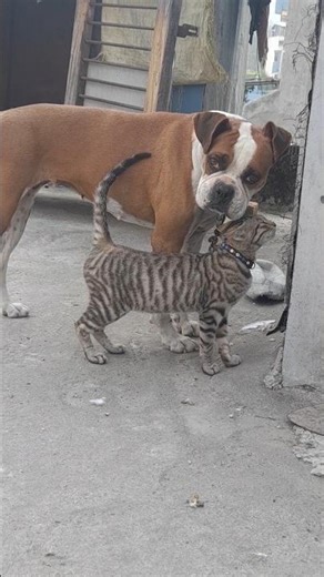 Boxer dog and Tabby cat friendship.#subscribe #doglove #catlove #support #goviral #trandingshorts