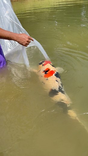 Releasing World Class Koi Fish in Nature Pond 🥰 ⛰️ #koi #koifish #mudpond #koipond #nishikigoi #carp #colorfulfish #ornamentalfish #koibreeder #showa #oaselivingwater | Yvo - The Koi Partner