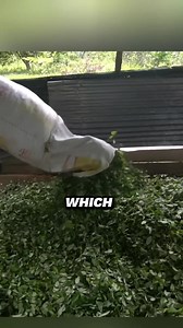 2.7M views · 70K reactions | Coca-Cola_s_Secret_Ingredient_from_1886 #discoverearth #discovery #mys #knowledge #facts #hunting #antique #ancient #treasure #mystery #history | Passang Lama | Facebook