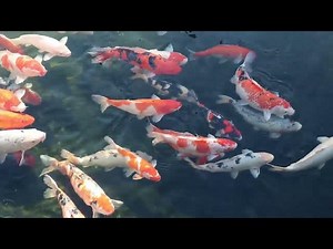 How to Reduce Koi Pond Evaporation in Winter