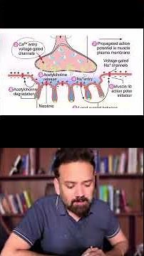 Correct Order of End Plate Potential at NMJ Explained! ⚡️ #Neurophysiology #Shorts