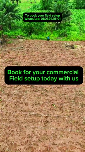 Our field setup slots for the 2026 planting season are allocated strictly on a first-come, first-served basis. Interested clients are advised to book early to secure a slot before our schedule becomes fully booked. #chidavagriculturalhub #commercialfarming #plantainfarming #agriculture #farmsetup