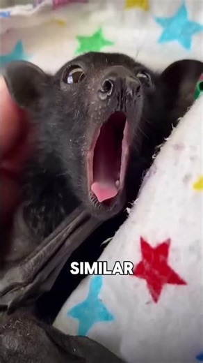 Fruit bat 🦇 🦇🖤🖤🖤 #animals #animalove #cuteanimals #cute