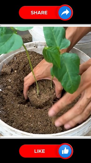 Growing Long Beans 🥗🆕 | Small Vegetable Garden