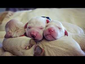 Golden retriever whelps (gives birth) to 7 beautiful puppies (The Bean Litter 10/25/2022)