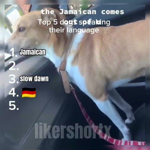 Top 5 dogs speaking their language #shorts #ranking #dogs