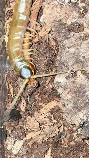#itsDeadlyButDivine #DangerousBeauty #Centipede #Scolopendra #Venomous | centipede