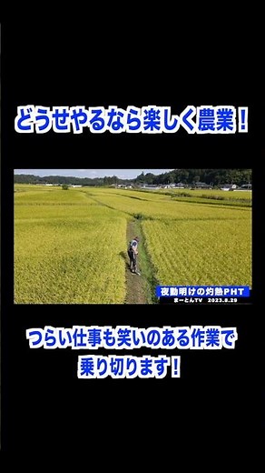 お米作り総集編 #農業 #兼業農家 #お米作り #草刈り #マキタポールヘッジトリマー
