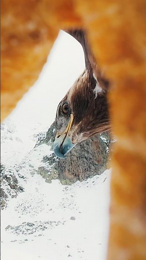 Our TBS Chupito became the play-toy of two Golden Eagles