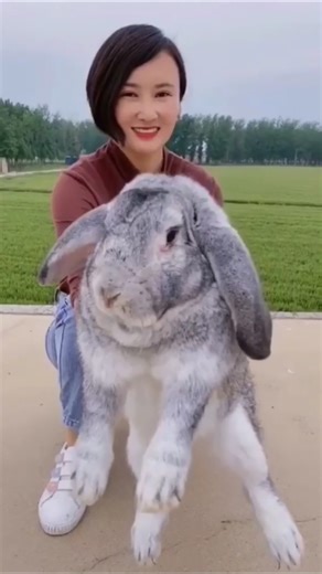 Rabbit 🤯 without hair #shorts