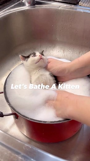 I just love how @heidiwranglescats bathes kittens. Her videos are some of my favorites- I love what she stands for, the work she does for the cats of #Brooklyn and for all of her cute content. Go check out her other videos when you have a chance! You won’t regret it.😻 #Kittens #Kitten #Bath #Adorable #Cats | Jackson Galaxy