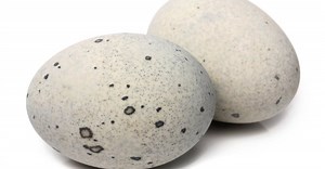 Duck Eggs vs. Chicken Eggs: 5 Key Differences Explained