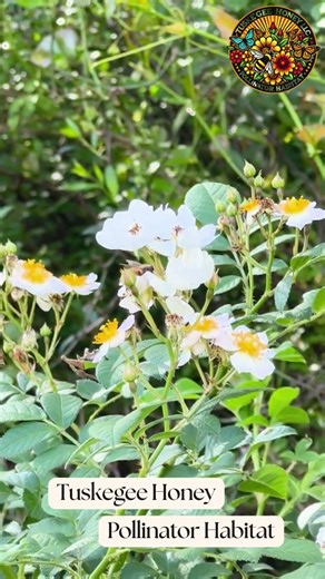 Honey bee collecting pollen on a multi-flora rose!