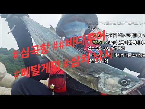 20260914 오후 라이브 방송 #심곡항방파제 #루어낚시 #줄삼치#방어#잿방어#삼치낚시#고등어 #심곡항방파제