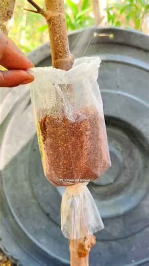 Air layering technique. #airlayering #cultivation #plantpropagation #gardening
