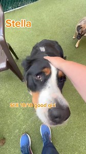 Seeing if the pups know their stuff!! Sit and paw addition!! | The Puppy Palace Doggie Day Care