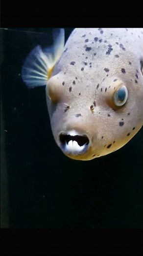 The Assfish Has The Smallest Brain on Earth