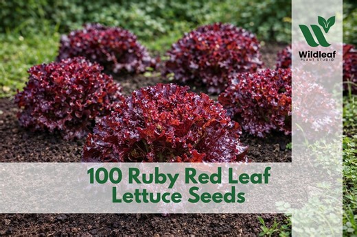 100 Ruby Red Leaf Lettuce Seeds – 45 Days - Etsy
