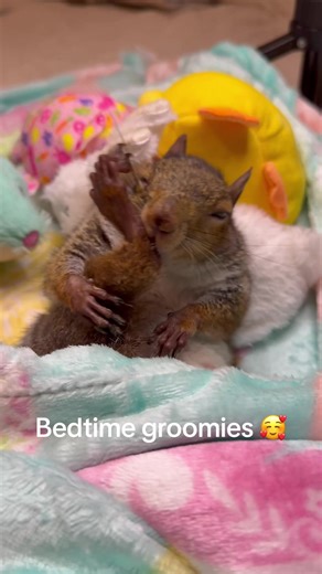 Seymour's Bedtime Grooming Routine