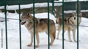 gray wolf in the zoo in winter the city of Penza Russia opened its mouth watching close-up