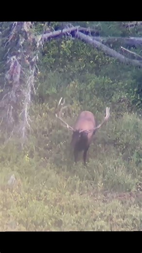 Colorado Public land OTC GIANT!! #elk #hunting #colorado #fyp #fall
