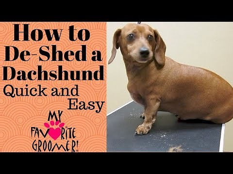 How to De-Shed a Dachshund