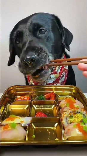 Healthy Dog Food Recipes You Can Make at Home