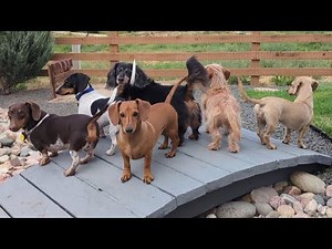 Mini Dachshund Hunt