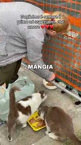 Questo gatto è sempre il primo ad aspettarmi